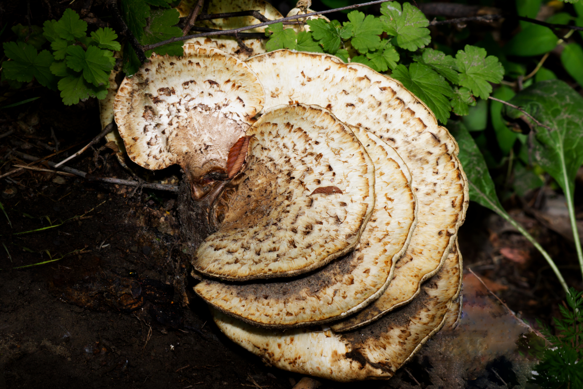 Dryad’s Saddle