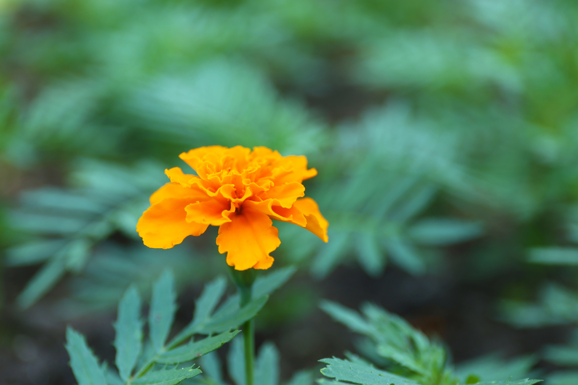 French Marigolds