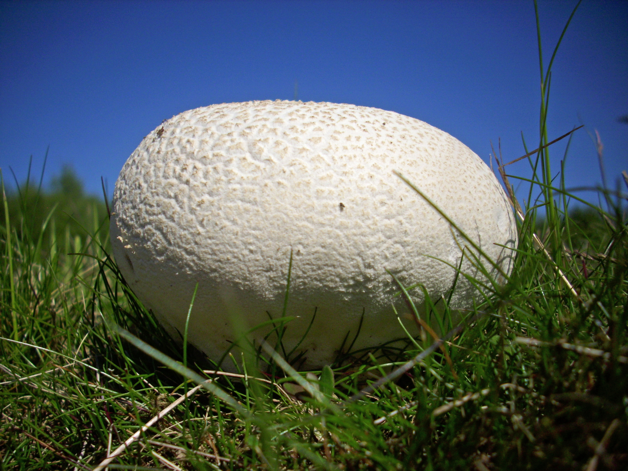 Giant Puffball