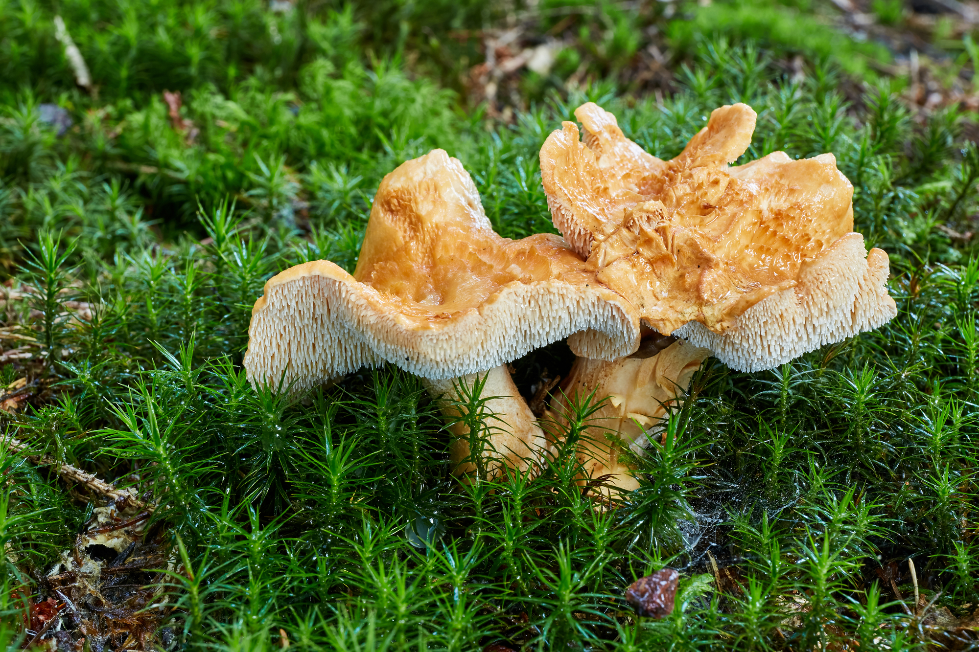 Hedgehog Mushroom