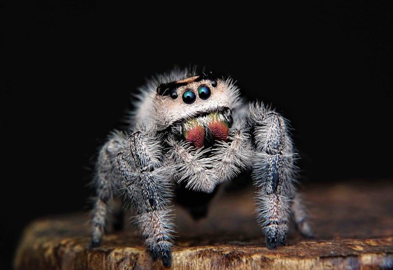 How Long Can Spiders Live Without Food