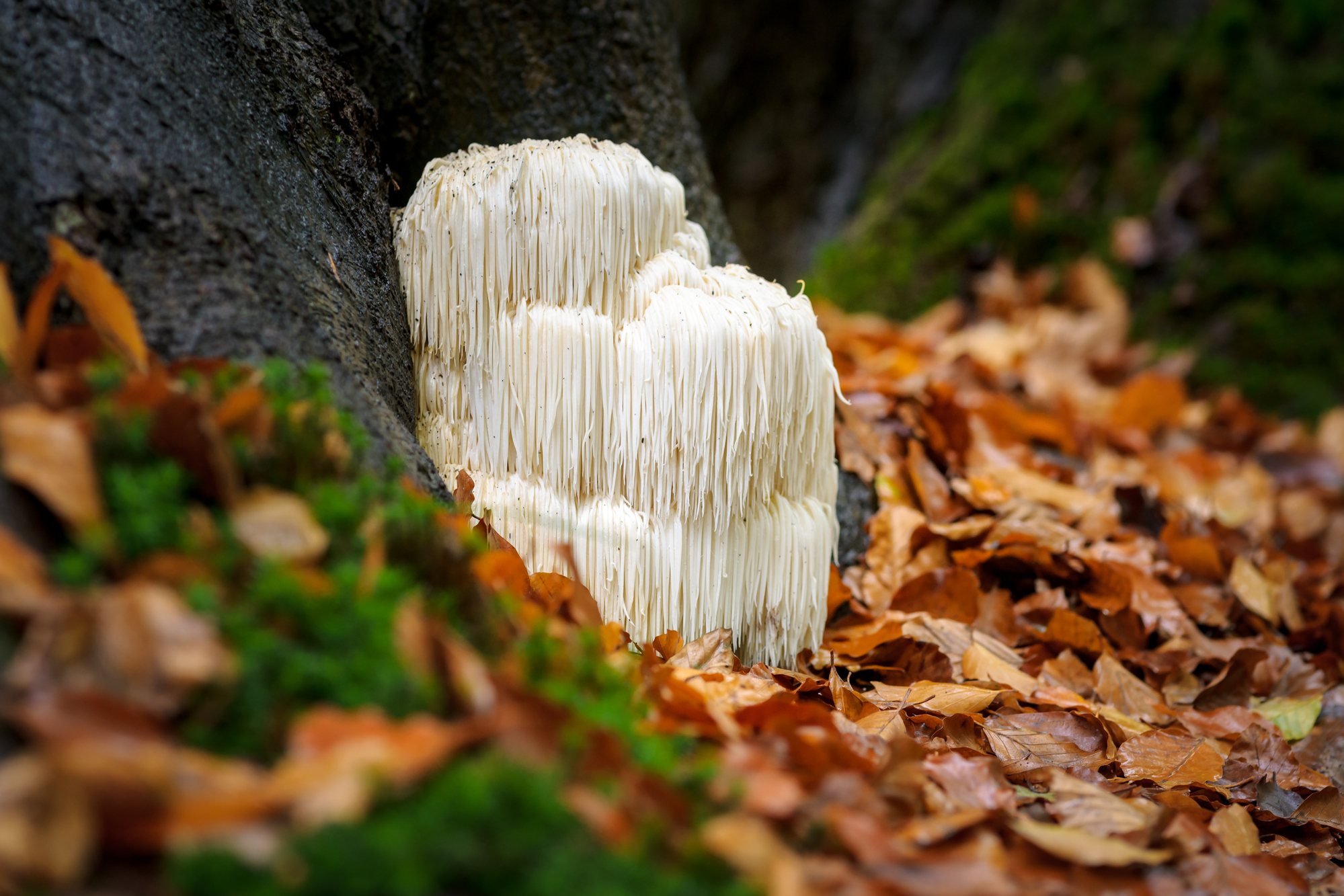 Lion’s Mane