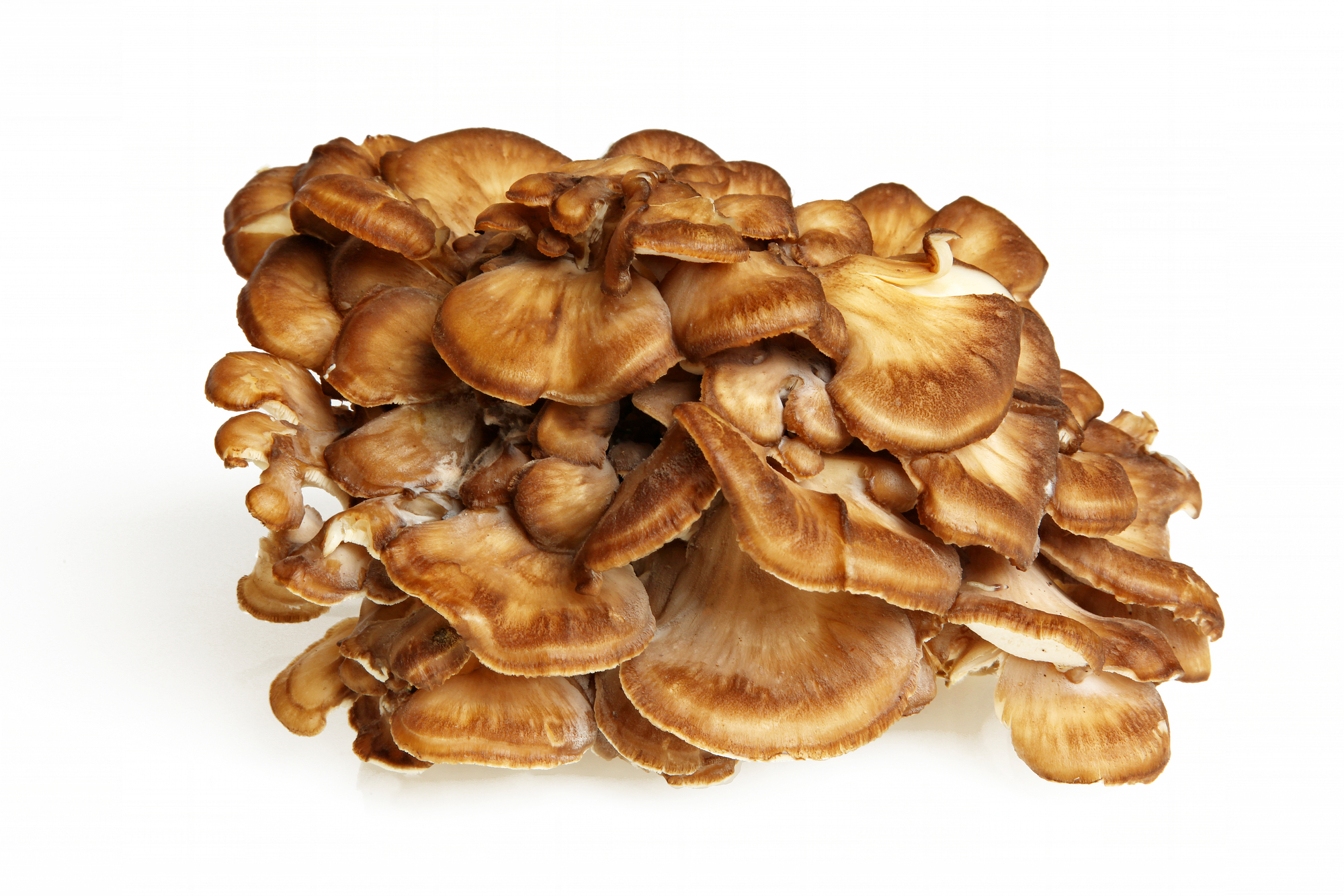 Maitake Mushroom