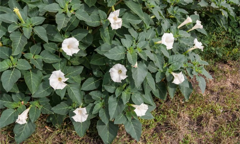 13 Most Dangerous Plants in Arizona You Need to Avoid
