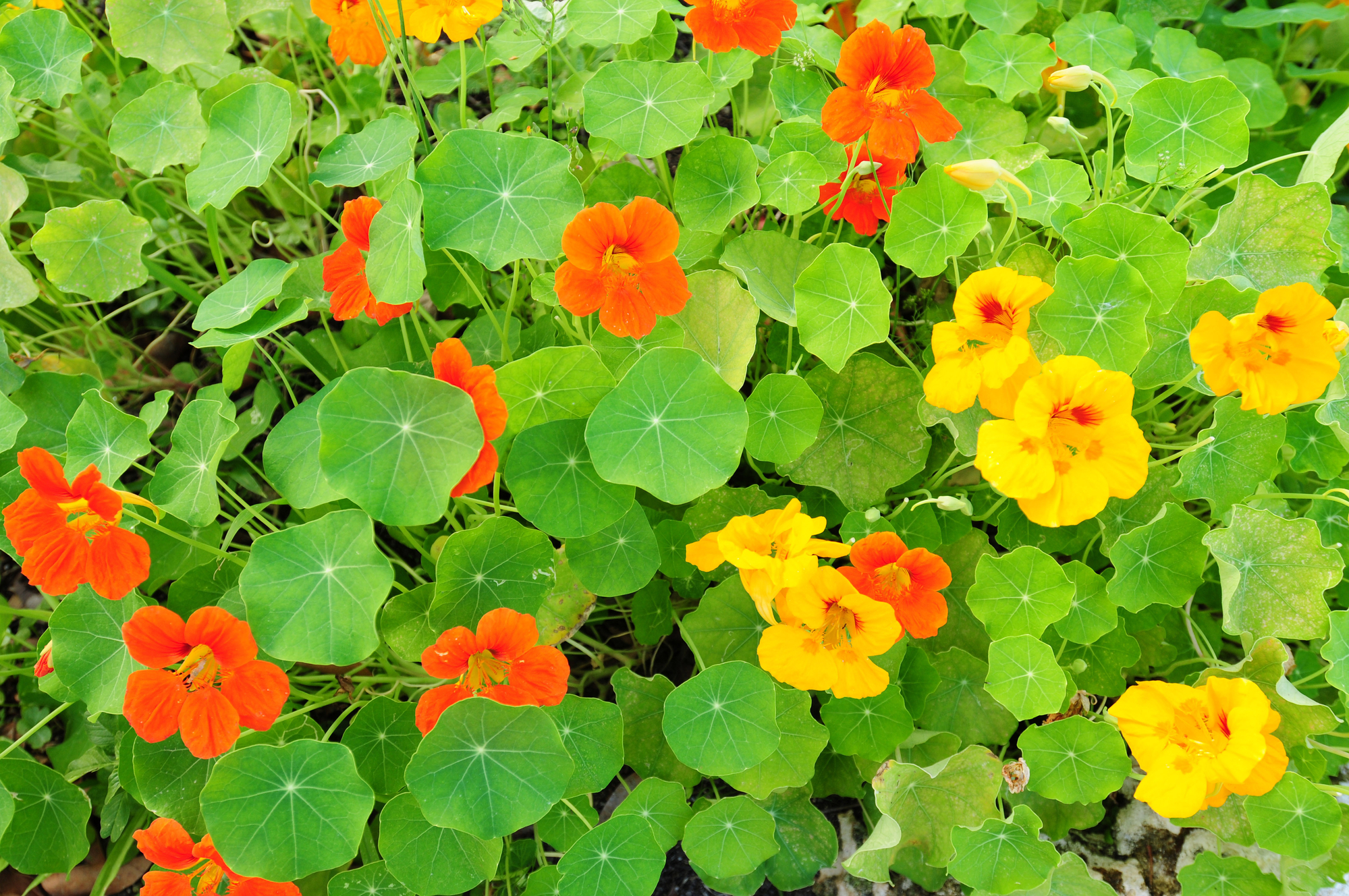 Nasturtium