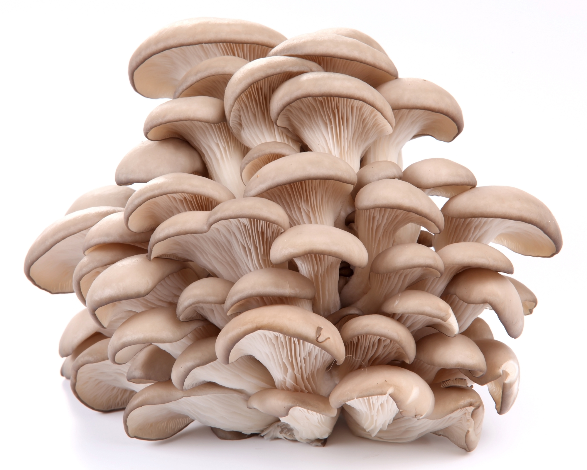 Oyster Mushroom