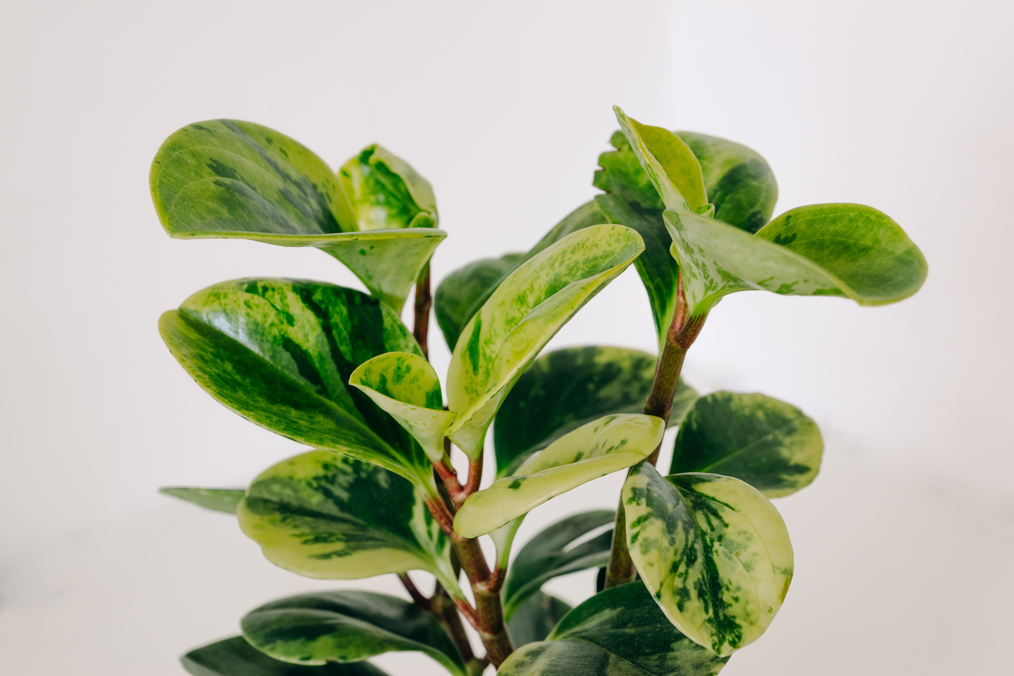 Peperomia