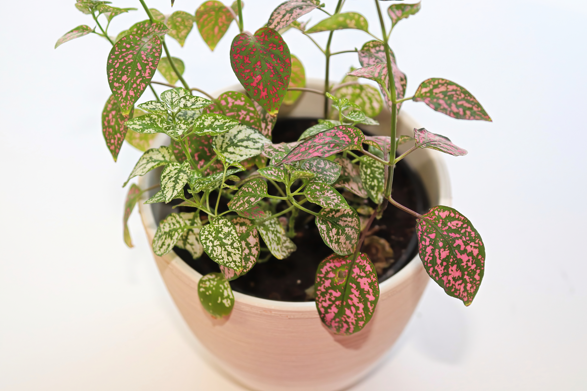 Polka Dot Plant