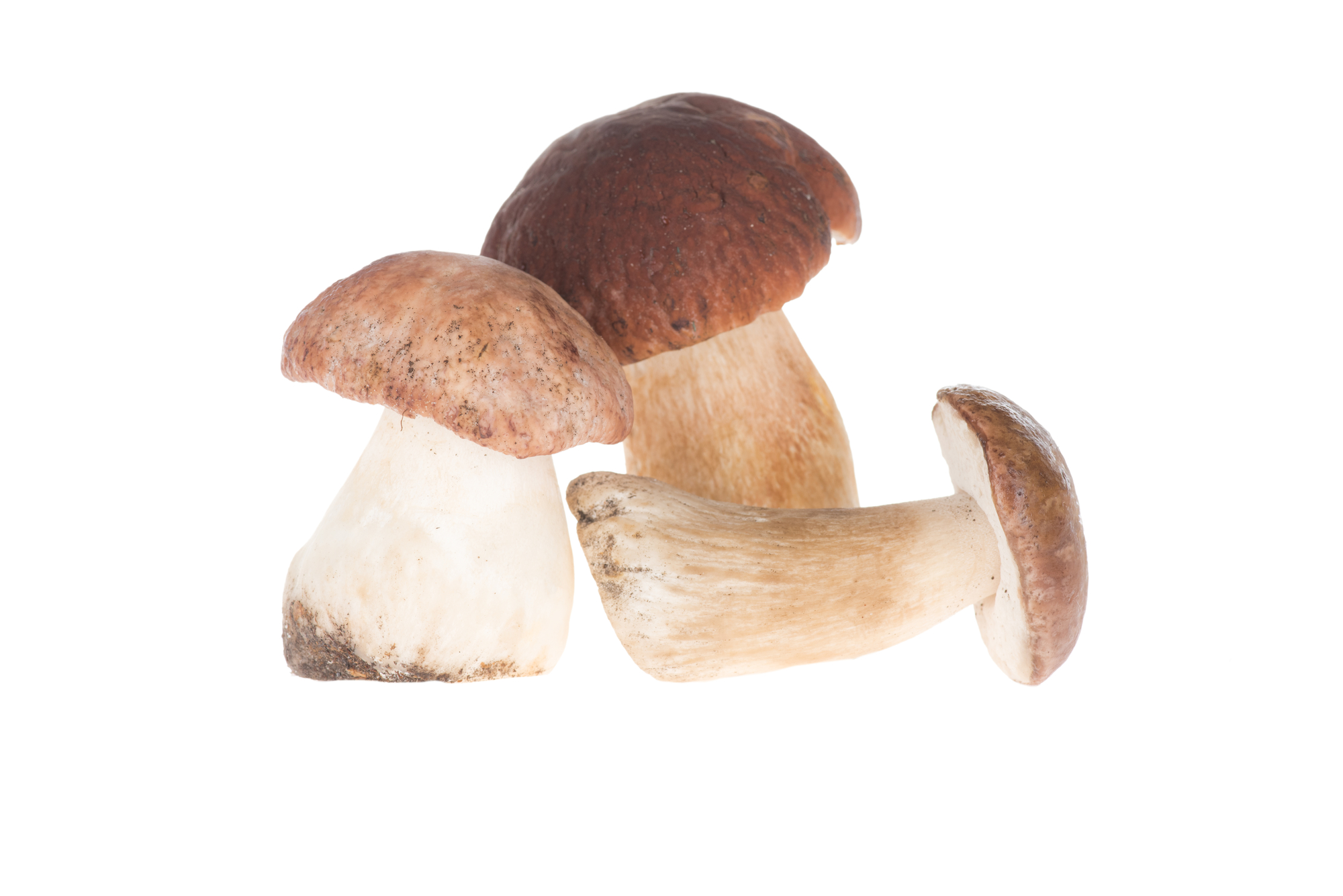 Porcini Mushroom