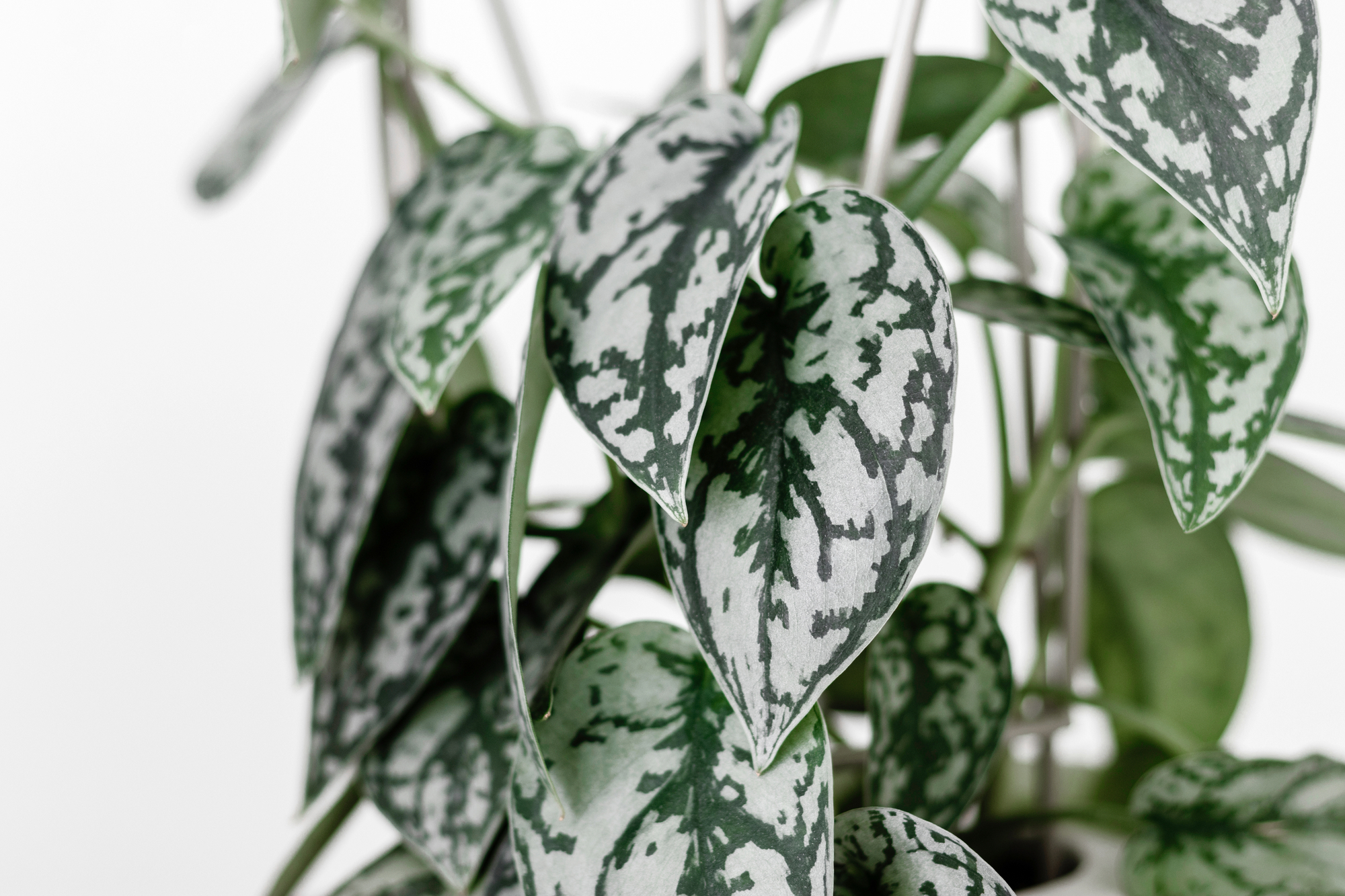 Silver Pothos