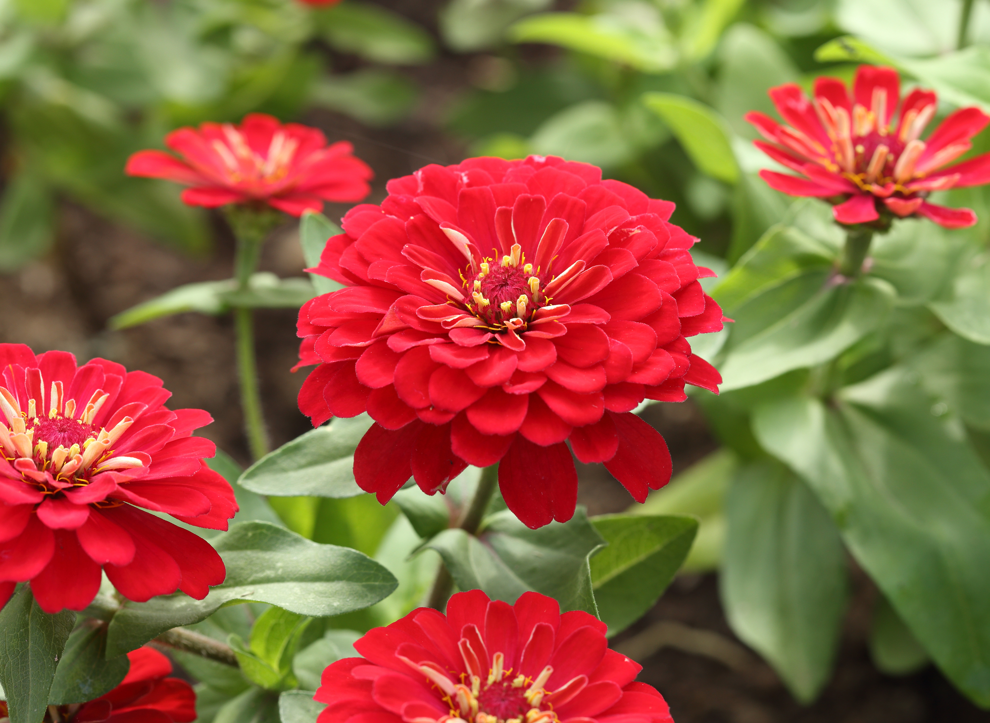 Zinnias