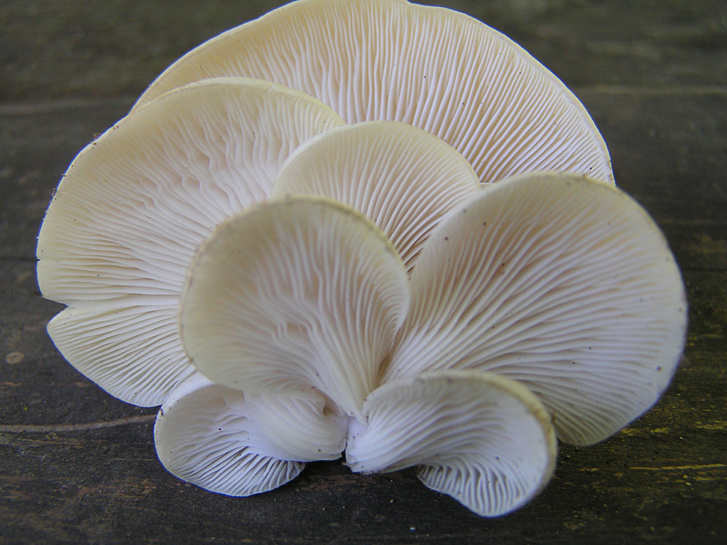 Angel Wing Mushroom