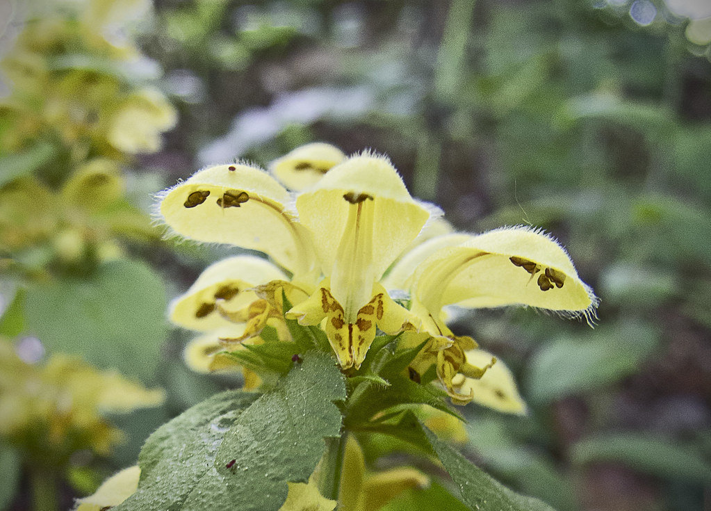 Artillery Plant