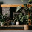 Best Houseplants for Low Light Areas