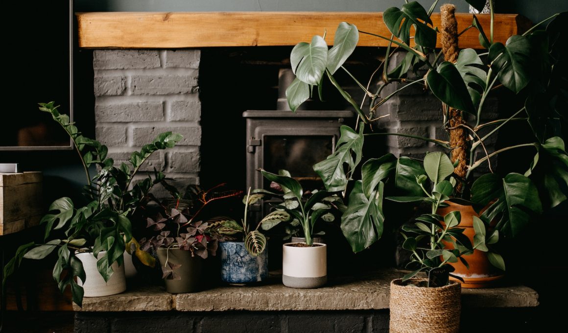 Best Houseplants for Low Light Areas