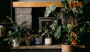 Best Houseplants for Low Light Areas