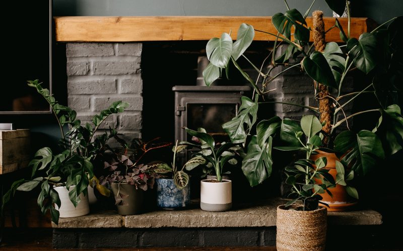 Best Houseplants for Low Light Areas