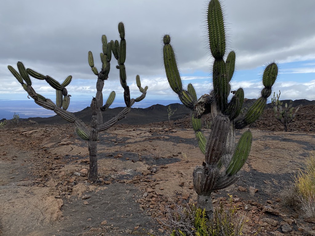 Candelabras Cactus