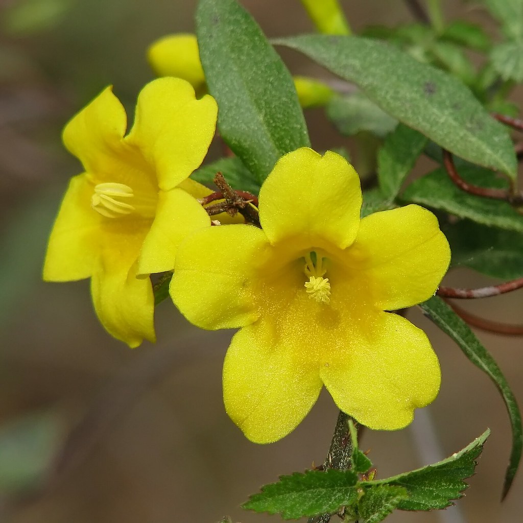 Carolina Jessamine