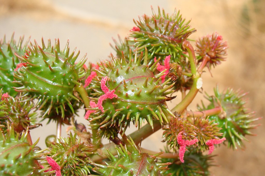 Castor Bean