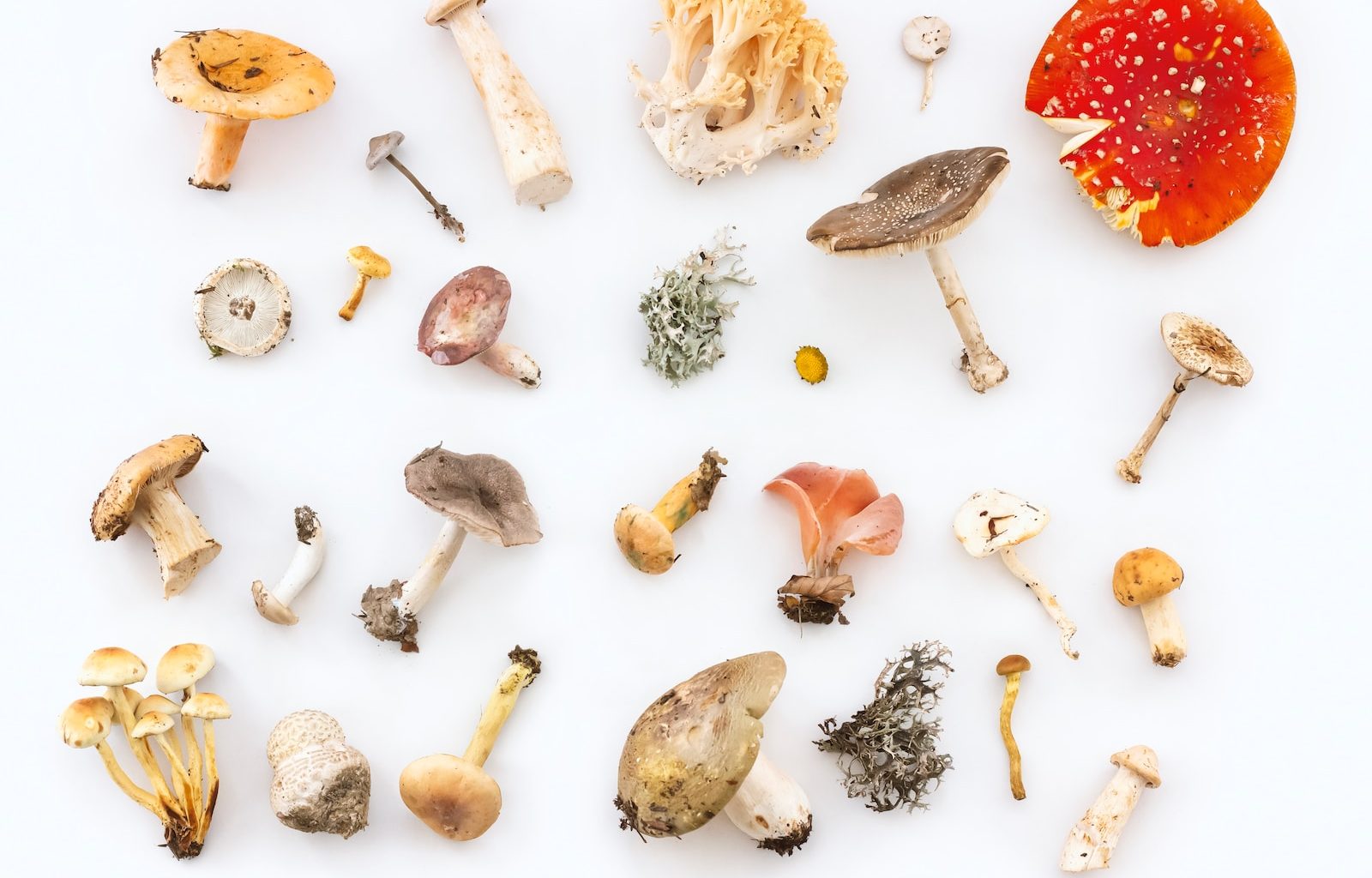 Different Types Of Mushrooms