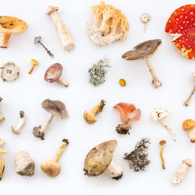 Different Types Of Mushrooms