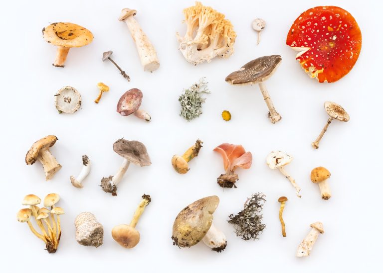 42 Different Types of Mushrooms, From Edible to Poisonous