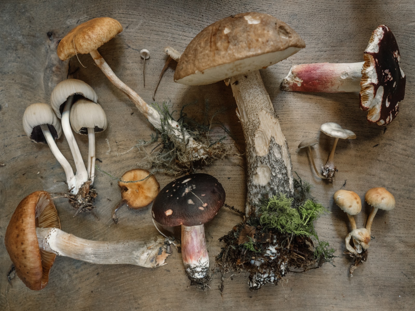 Different Types Of Mushrooms