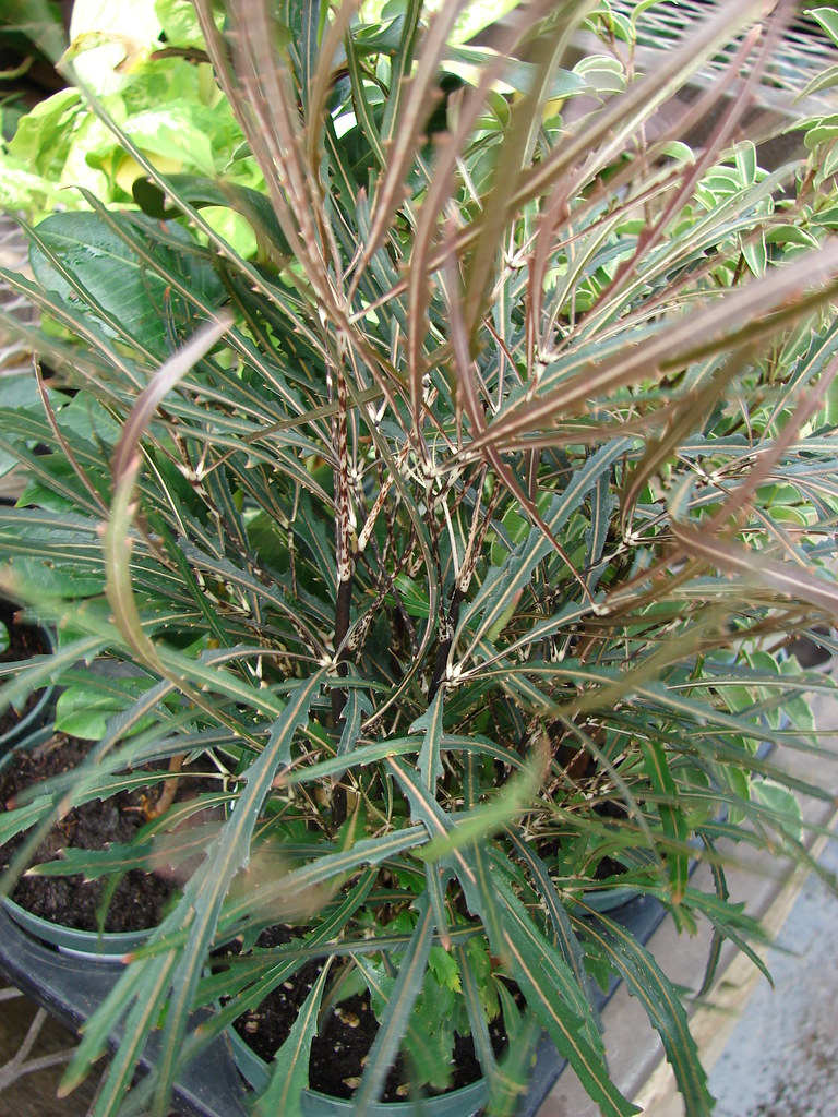 False Aralia