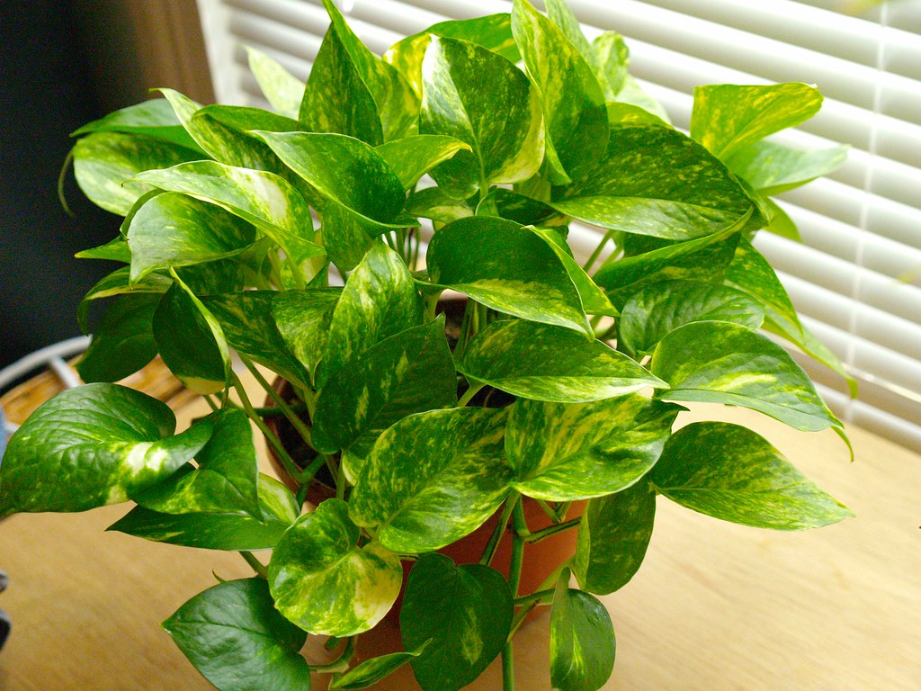 Golden Pothos