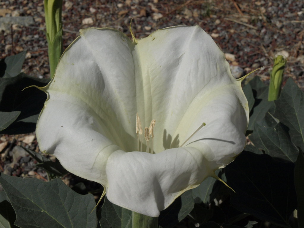 Jimsonweed