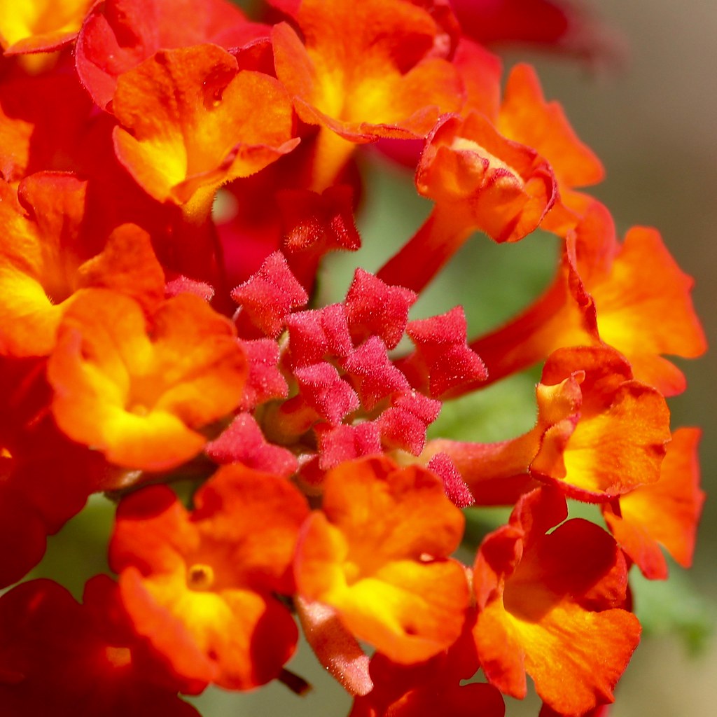 Lantana