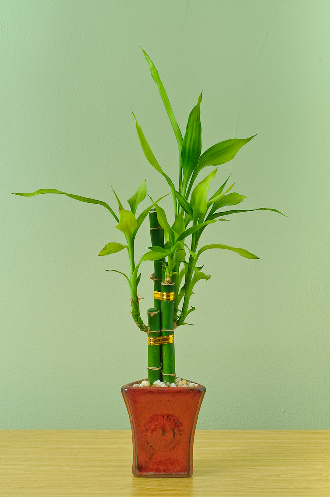 Lucky Bamboo