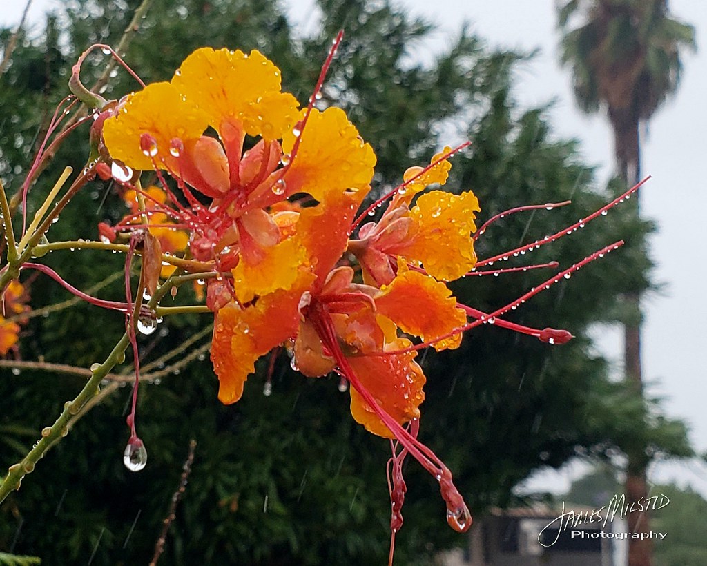 Mexican Bird of Paradise