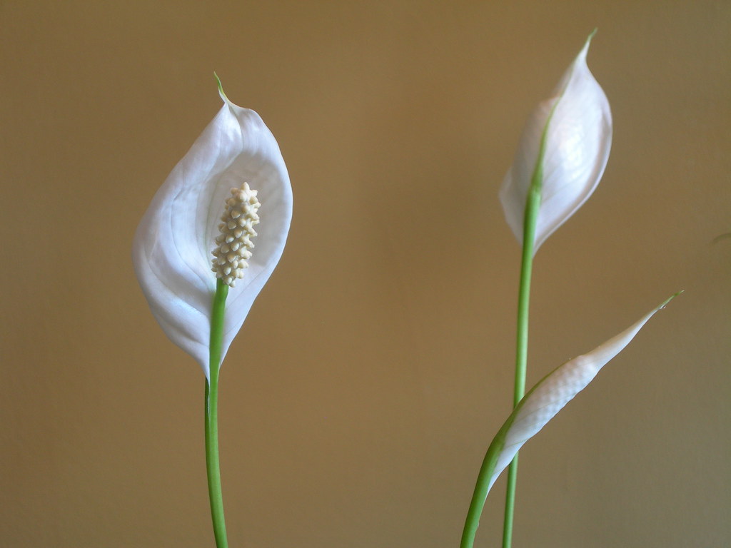 Peace Lilly