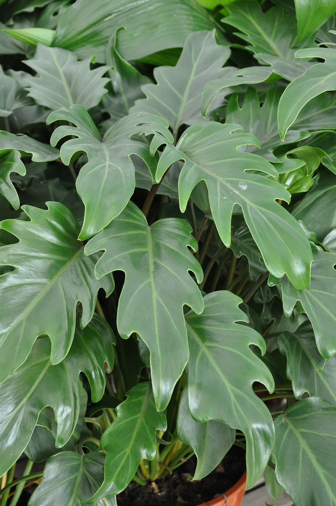 Philodendron