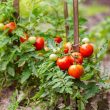 plants to grow with tomatoes