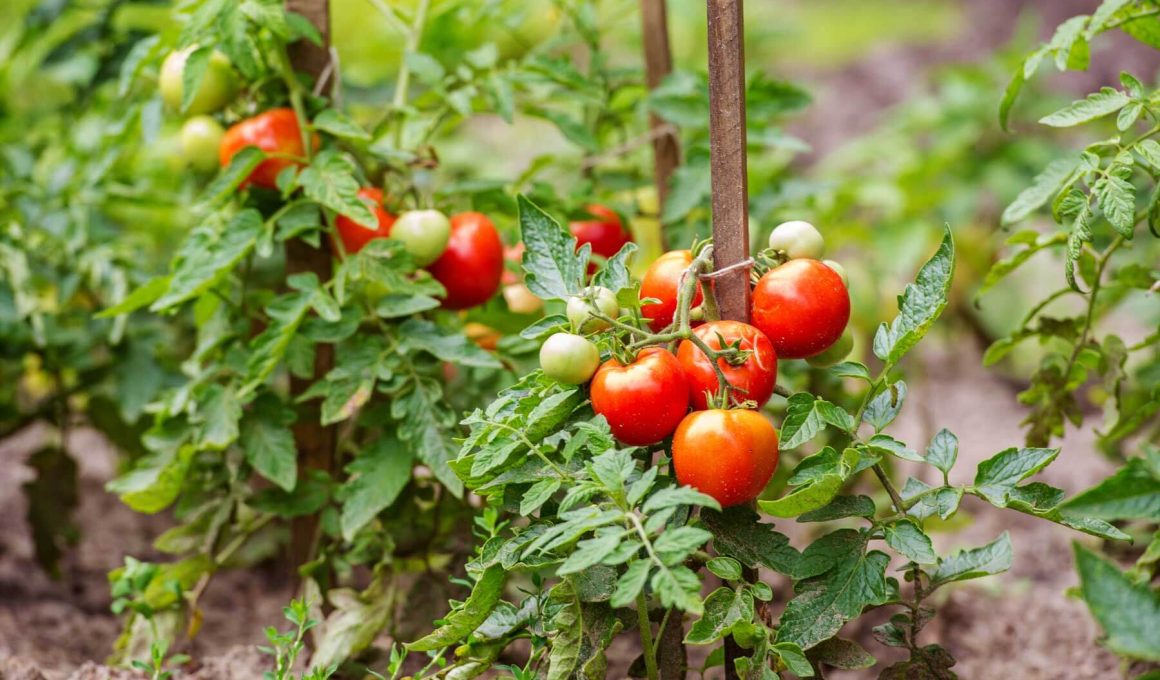 plants to grow with tomatoes