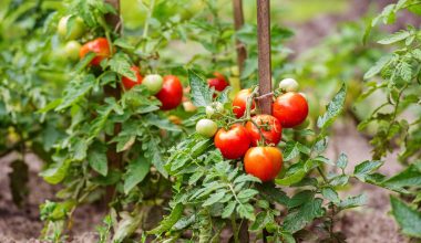 plants to grow with tomatoes