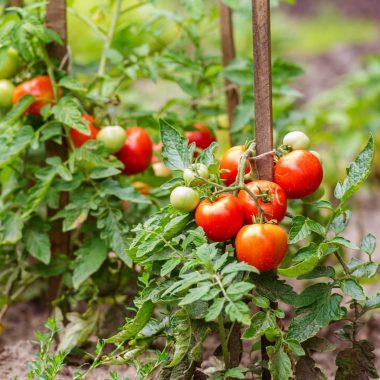 plants to grow with tomatoes