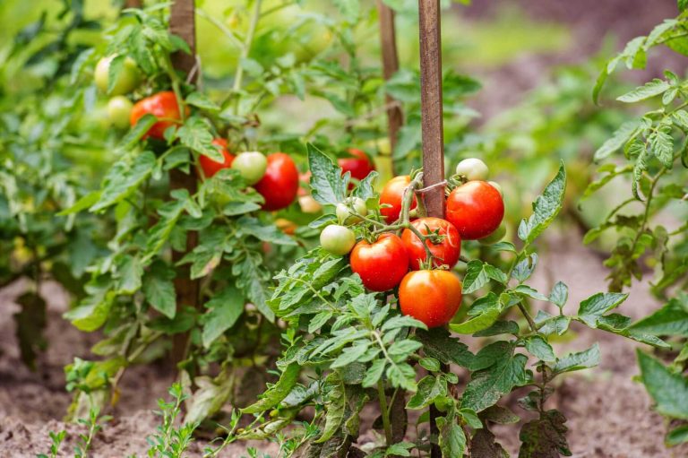 20 Different Plants to Grow With Tomatoes