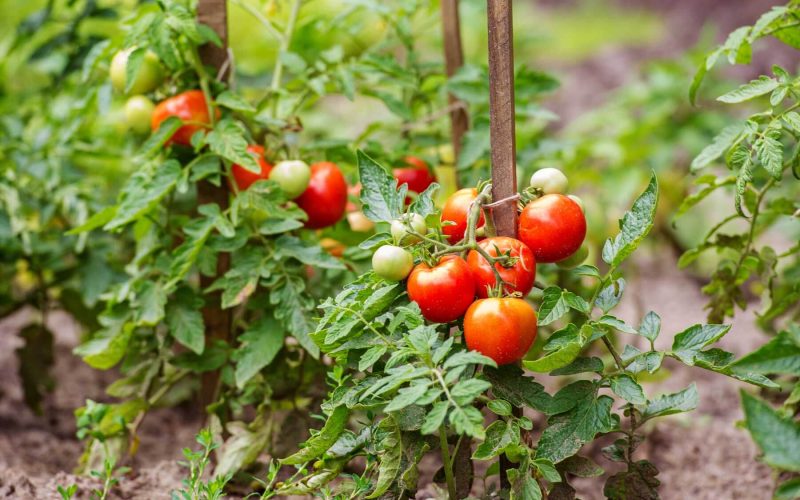 plants to grow with tomatoes