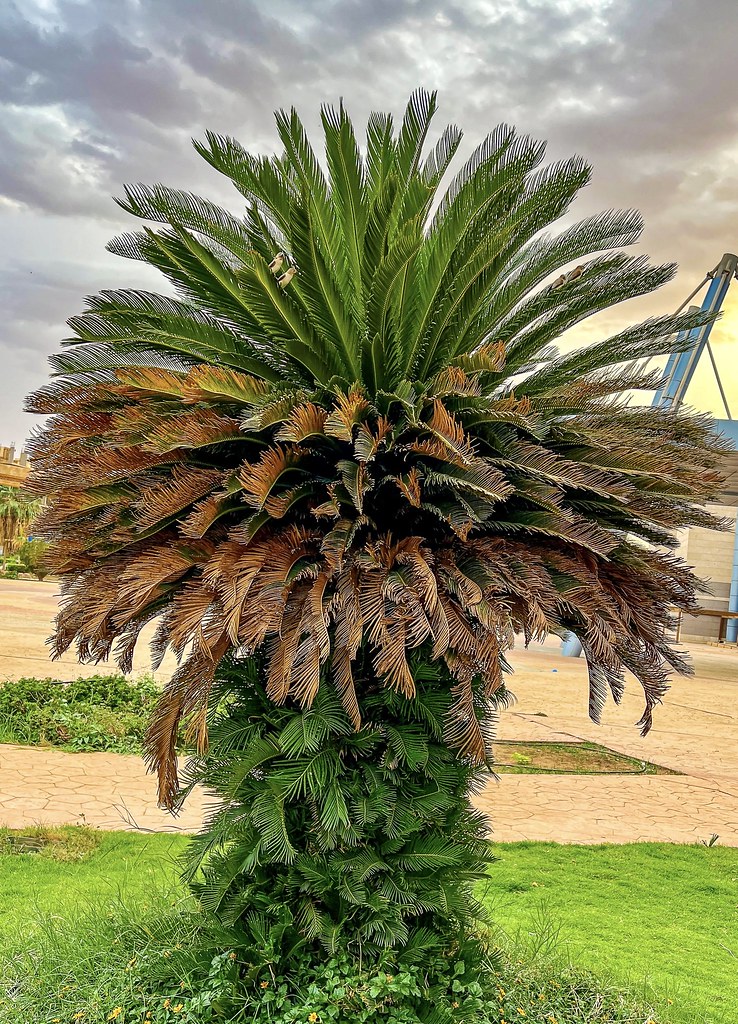 Sago Palm