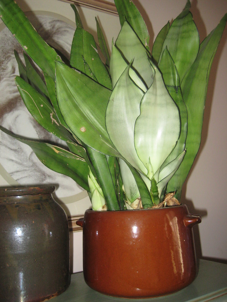 Snake Plant