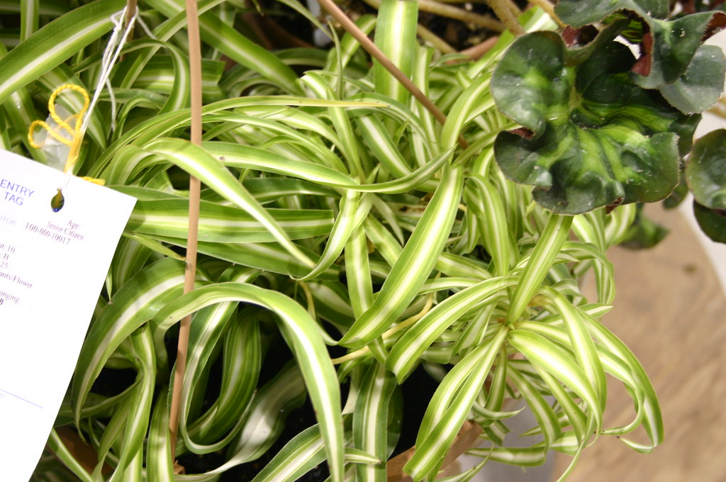 Spider Plant