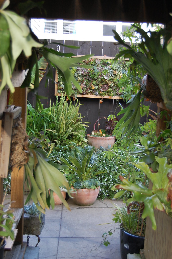 Staghorn Fern