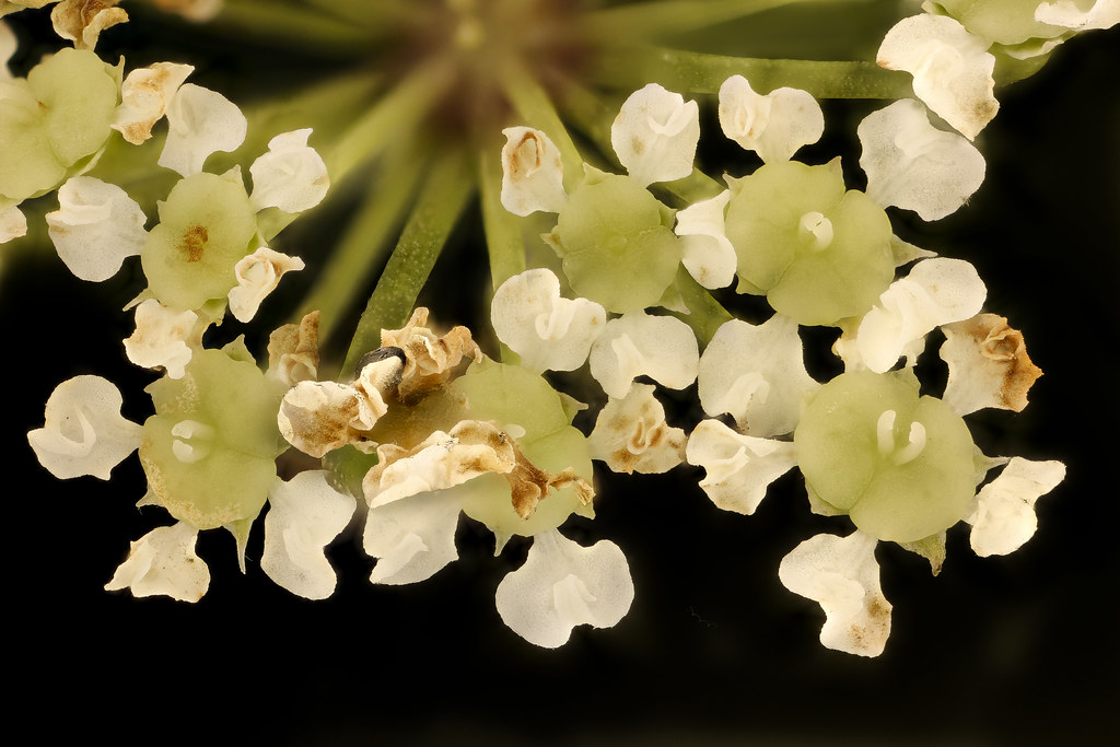 Water Hemlock