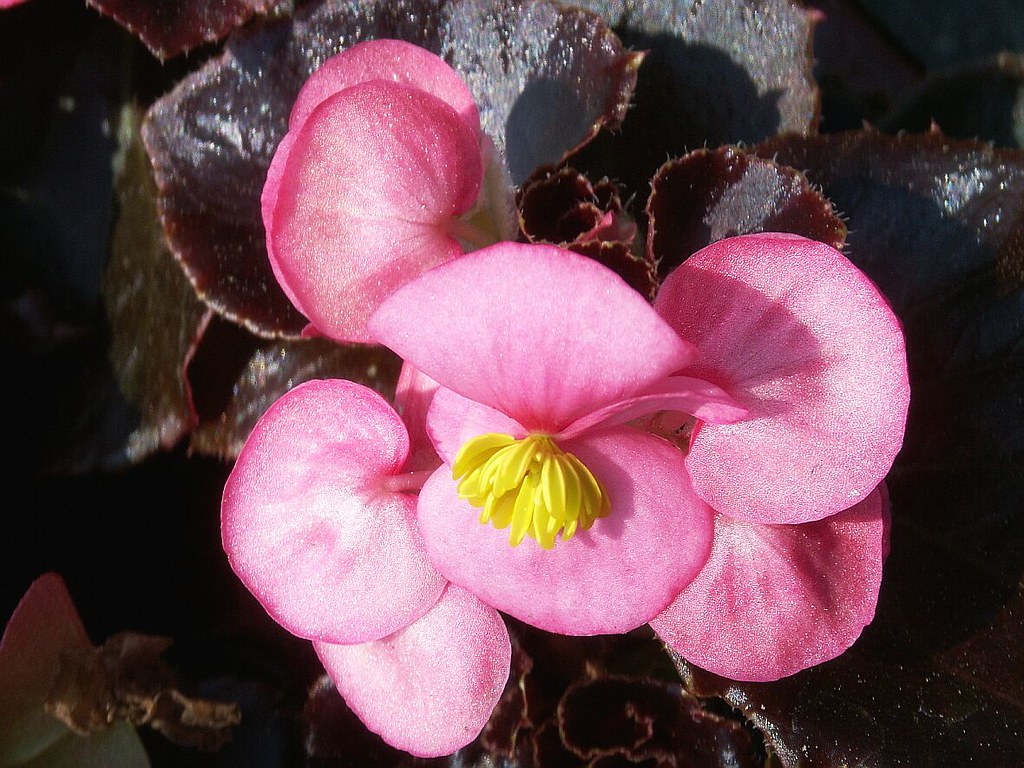 Wax Begonia