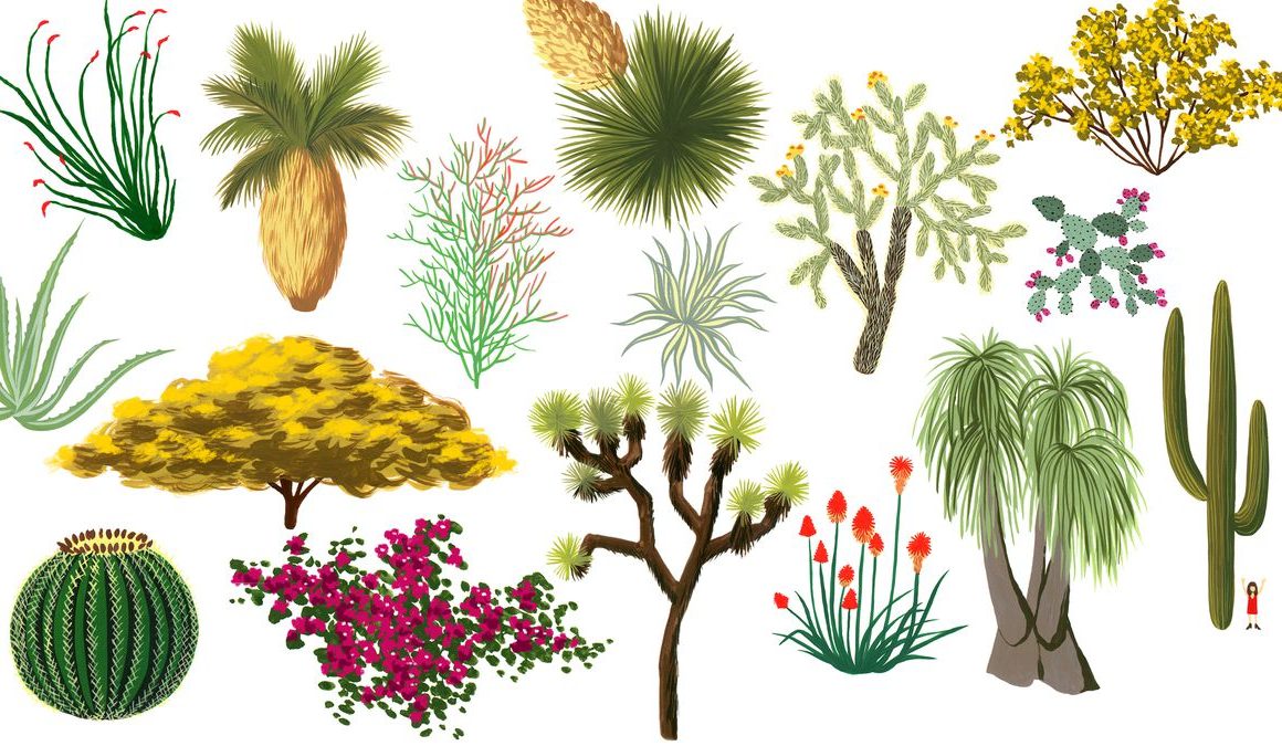 Different Types of Plants in the Desert