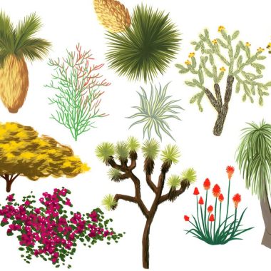 Different Types of Plants in the Desert